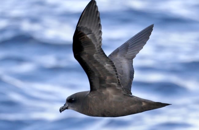 Black Petrel in flight Photo by: Ed Dunens https://creativecommons.org/licenses/by/2.0/