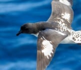 Cape Petrel Flyingphoto By: Ed Dunenshttps://Creativecommons.org/Licenses/By/2.0/