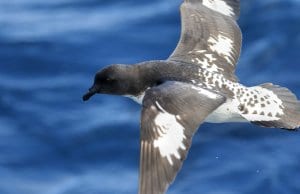 Cape Petrel flyingPhoto by: Ed Dunenshttps://creativecommons.org/licenses/by/2.0/
