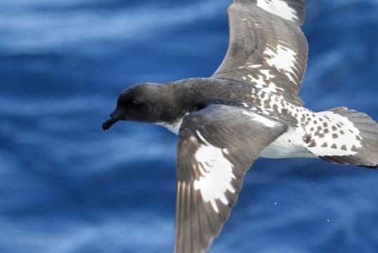Cape Petrel flyingPhoto by: Ed Dunenshttps://creativecommons.org/licenses/by/2.0/