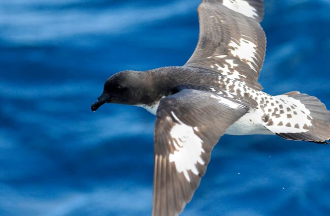 Petrel - Description, Habitat, Image, Diet, and Interesting Facts