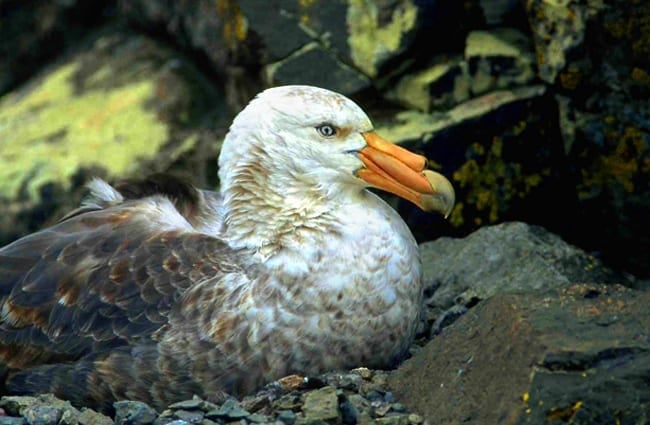 Giant Petrel nesting Photo by: Gregory &quot;Slobirdr&quot; Smith https://creativecommons.org/licenses/by/2.0/