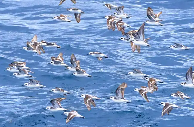 A flock of White-Faced Storm Petrels Photo by: Pedro Szekely https://creativecommons.org/licenses/by/2.0/