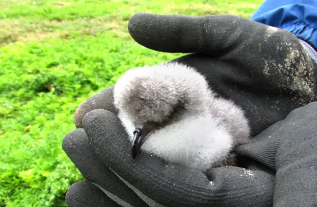 A fuzzy Bonin Petrel chick Photo by: Forest Starr and Kim Starr https://creativecommons.org/licenses/by/2.0/