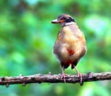 Mangrove Pitta Perched On A Branch Photo By: (C) Phiphatstockphoto Www.fotosearch.com