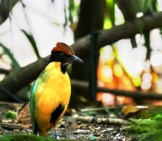 Pitta Bird On The Floor Of A Rain Forest Photo By: (C) Crbellette Www.fotosearch.com