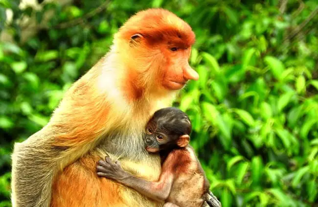 Самка носачей обезьяны обнимает своего детеныша.