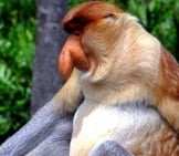 Male Proboscis Monkey In Profile