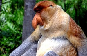 Male Proboscis Monkey in profile