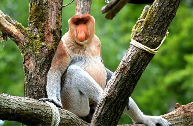 Proboscis Monkey Description Habitat Image Diet And Interesting Facts