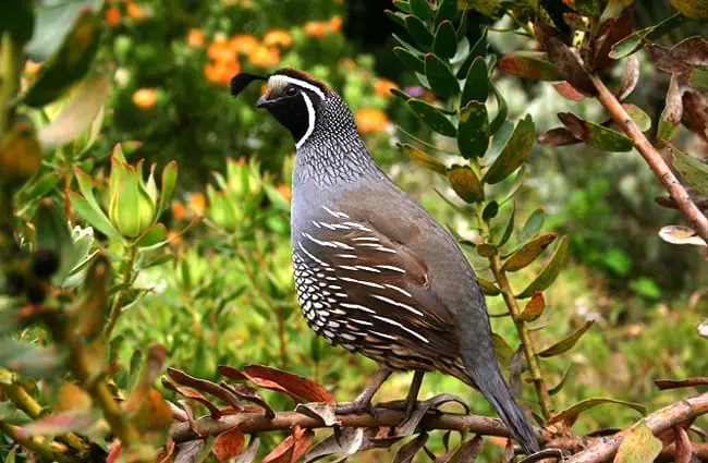 Portrait of a California quail Photo by: Sean Echelbarger https://pixabay.com/photos/quail-bird-nature-wildlife-504658/ 