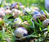 Quail Eggs Photo By: Turgut Canbaş //Pixabay.com/Photos/Quail-Egg-Quail-Eggs-Easter-Close-4178061/ 