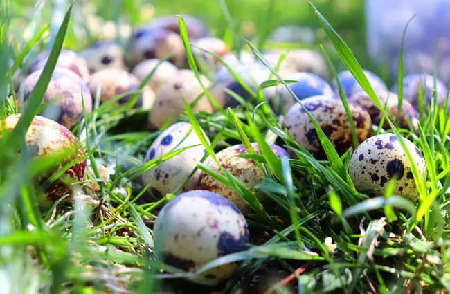 Quail eggs Photo by: Turgut Canbaş //pixabay.com/photos/quail-egg-quail-eggs-easter-close-4178061/ 