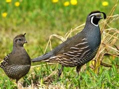 A pair of California quailPhoto by: Sid Mosdellhttps://creativecommons.org/licenses/by/2.0/