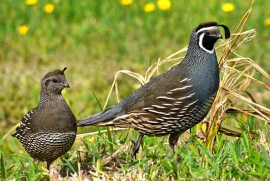 A pair of California quailPhoto by: Sid Mosdellhttps://creativecommons.org/licenses/by/2.0/