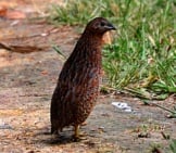 Curious Quail Photo By: Frank Starmer Https://Creativecommons.org/Licenses/By/2.0/ 