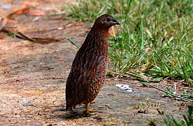 Curious quail Photo by: Frank Starmer https://creativecommons.org/licenses/by/2.0/