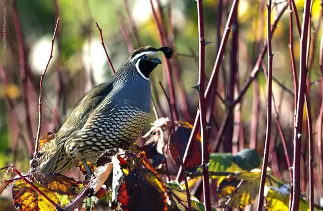California Quail Photo by: Leigh Hilbert https://creativecommons.org/licenses/by/2.0/ 