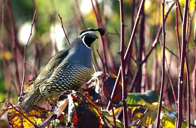 California Quail Photo by: Leigh Hilbert https://creativecommons.org/licenses/by/2.0/