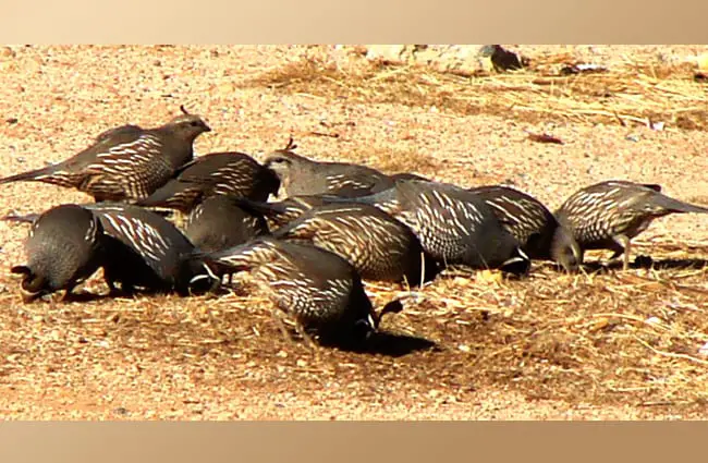 A covey of quail Photo by: Phillip Cowan https://creativecommons.org/licenses/by/2.0/