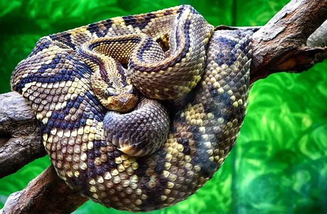 Rattlesnake in a zoo exhibit Photo by: Gerson Rodriguez https://pixabay.com/photos/rattlesnake-snake-scales-zoo-2001568/