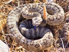 Rattlesnake warning the photographer to back away!Photo by: skeezehttps://pixabay.com/photos/rattlesnake-viper-coiled-poisonous-3879734/