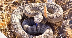 Rattlesnake warning the photographer to back away!Photo by: skeezehttps://pixabay.com/photos/rattlesnake-viper-coiled-poisonous-3879734/