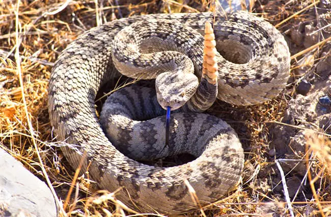 Rattlesnake warning the photographer to back away!Photo by: skeezehttps://pixabay.com/photos/rattlesnake-viper-coiled-poisonous-3879734/