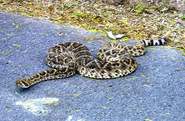 Rattlesnake warming itself on the blacktop road Photo by: Ben Stephenson https://creativecommons.org/licenses/by/2.0/