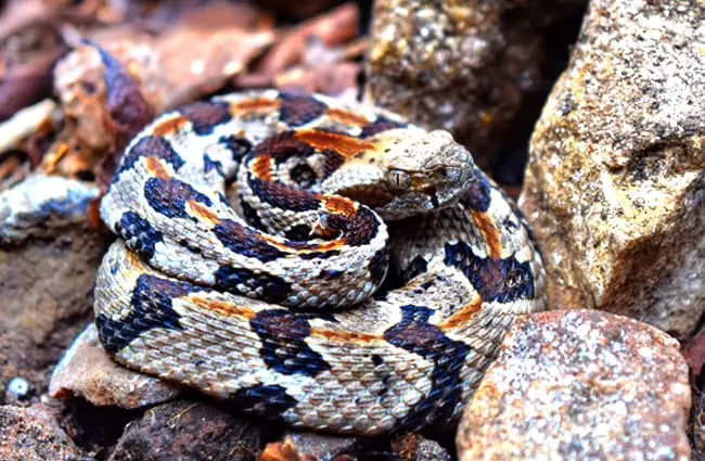 Timber Rattlesnake on the rocks Photo by: smashtonlee05 https://creativecommons.org/licenses/by/2.0/