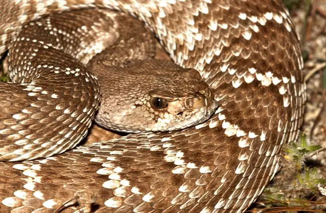 Red Diamond Rattlesnake Photo by: gilaman https://creativecommons.org/licenses/by/2.0/