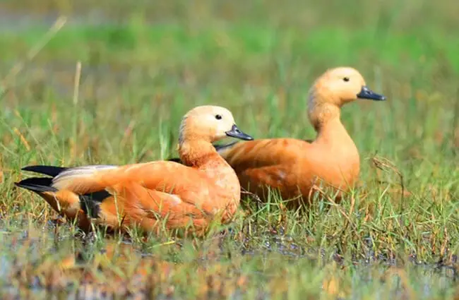 A Ruddy Duck pair in a marshy area Photo by: kumararunprasad https://pixabay.com/photos/bird-ruddy-shelduck-duck-brahminy-682766/