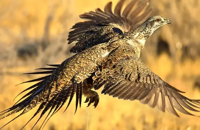 Greater Sage-Grouse taking flight Photo by: Tom Koerner/USFWS Mountain-Prairie https://creativecommons.org/licenses/by/2.0/