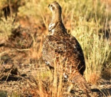 Female Greater Sage-Grouse Photo By: Tom Koerner/Usfws Mountain-Prairie Https://Creativecommons.org/Licenses/By/2.0/