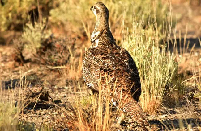 Female Greater Sage-Grouse Photo by: Tom Koerner/USFWS Mountain-Prairie https://creativecommons.org/licenses/by/2.0/