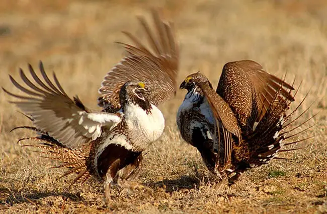 Sage Grouse skirmishing Photo by: BLM Wyoming https://creativecommons.org/licenses/by/2.0/