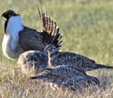 Greater Sage-Grouse Male Struts For A Female Photo By: Jeannie Stafford/ Pacific Southwest Region Usfws Https://Creativecommons.org/Licenses/By/2.0/