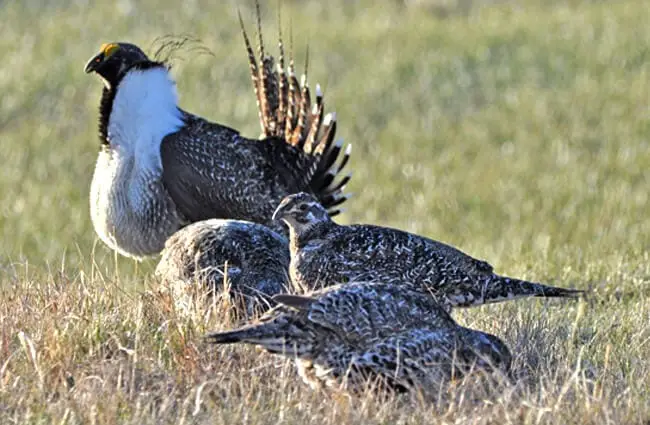 Greater Sage-Grouse male struts for a female Photo by: Jeannie Stafford/ Pacific Southwest Region USFWS https://creativecommons.org/licenses/by/2.0/
