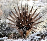 Male Greater Sage-Grouse From The Rear. Photo By: Dan Dzirizin/ U.s. Fish And Wildlife Service Https://Creativecommons.org/Licenses/By/2.0/