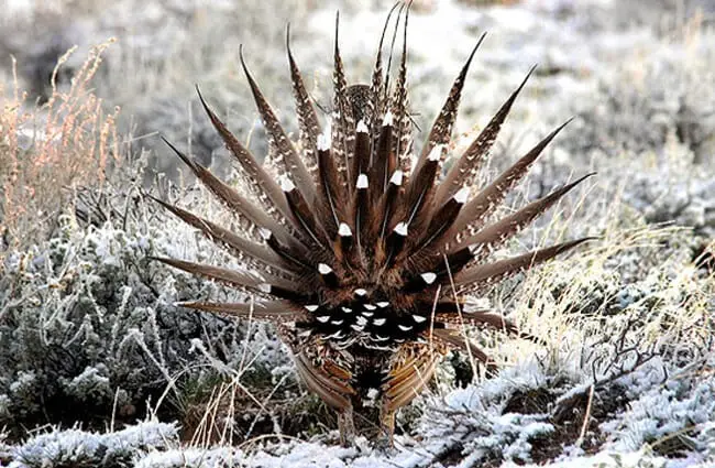 Male Greater Sage-Grouse from the rear. Photo by: Dan Dzirizin/ U.S. Fish and Wildlife Service https://creativecommons.org/licenses/by/2.0/