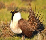 A Greater Sage-Grouse Male Strutting At A Lekphoto By: Jeannie Stafford/Pacific Southwest Region Usfwshttps://Creativecommons.org/Licenses/By/2.0/