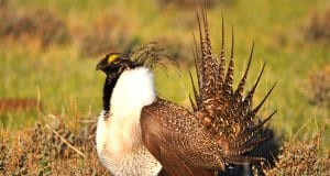 A Greater Sage-Grouse male strutting at a lekPhoto by: Jeannie Stafford/Pacific Southwest Region USFWShttps://creativecommons.org/licenses/by/2.0/