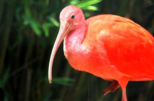 Scarlet Ibis selfie - notice her long, pointed beak