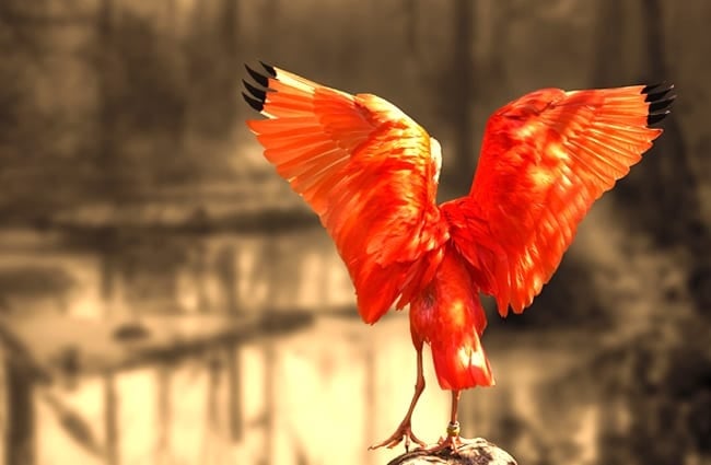 A stunning portrait of a Scarlet Ibis