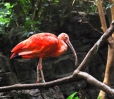Scarlet Ibis On A Tree Branch Over The River