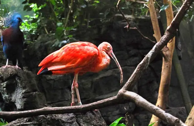 Scarlet Ibis on a tree branch over the river