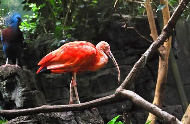 Scarlet Ibis Description Habitat Image Diet And Interesting Facts