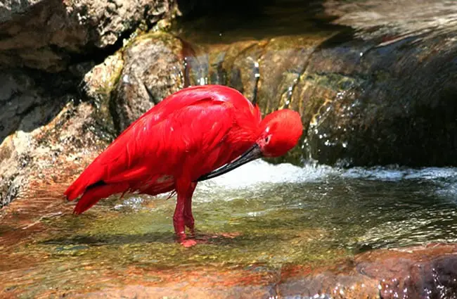 Scarlet Ibis looking for a catch