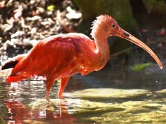 Scarlet Ibis wading in shallow waters