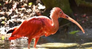 Scarlet Ibis wading in shallow waters